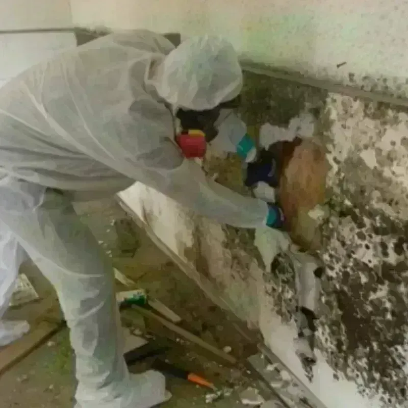 Mold Remediation and Removal in Jackson, TN